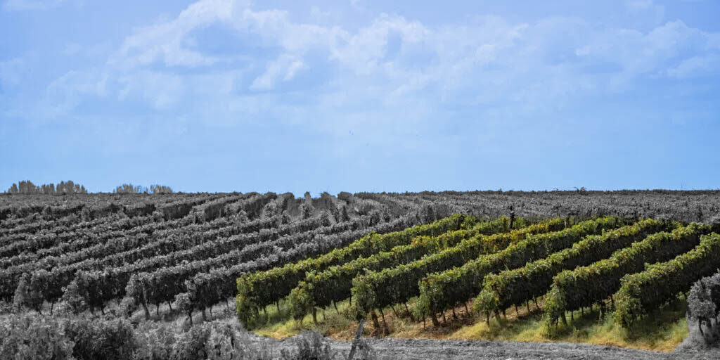 mini-terroir-1024x683-panorama-az mini-terroir-1024x683-panorama-az